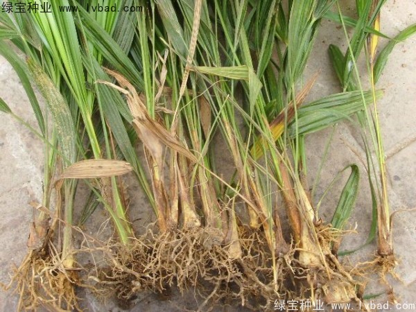 棕櫚<a href='http://fscangbo.com/' target='_blank'>種子</a>