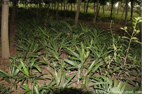 <a href='http://fscangbo.com/linmuzhongzi/1727.html' target='_blank'>棕櫚種子</a>