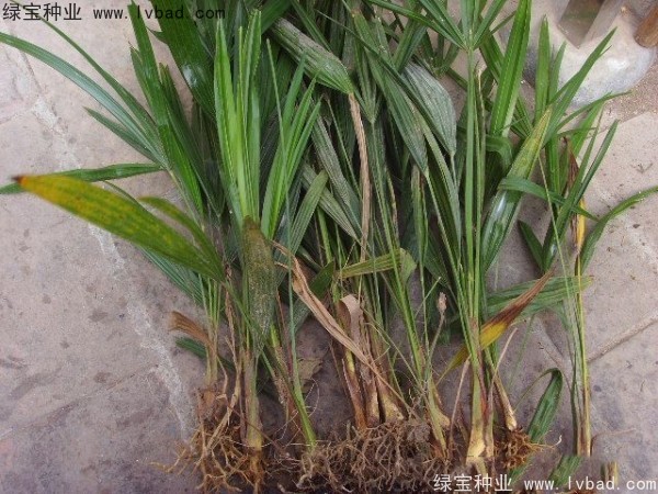 <a href='http://fscangbo.com/linmuzhongzi/1727.html' target='_blank'>棕櫚</a><a href='http://fscangbo.com/' target='_blank'>種子</a>