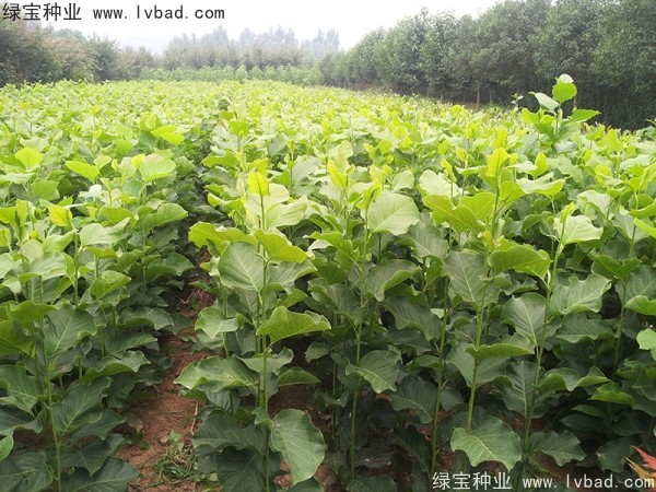 <a href='http://fscangbo.com/linmuzhongzi/1731.html' target='_blank'>白玉蘭種子</a>