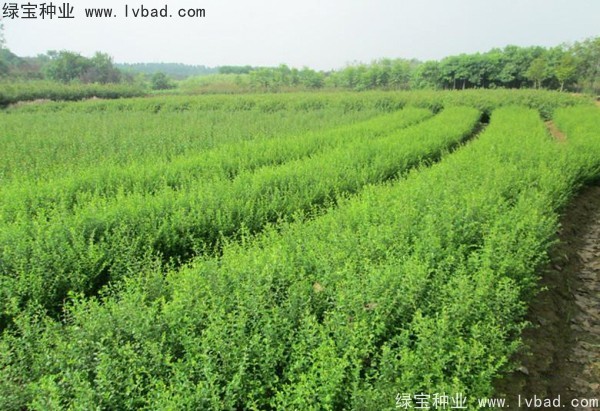 <a href='http://fscangbo.com/linmuzhongzi/1743.html' target='_blank'>小葉女貞種子</a>