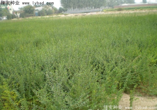 <a href='http://fscangbo.com/linmuzhongzi/1743.html' target='_blank'>小葉女貞種子</a>