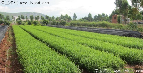 <a href='http://fscangbo.com/linmuzhongzi/1743.html' target='_blank'>小葉女貞</a><a href='http://fscangbo.com/' target='_blank'>種子</a>