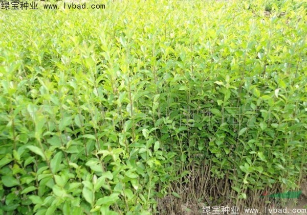 小葉女貞<a href='http://fscangbo.com/' target='_blank'>種子</a>