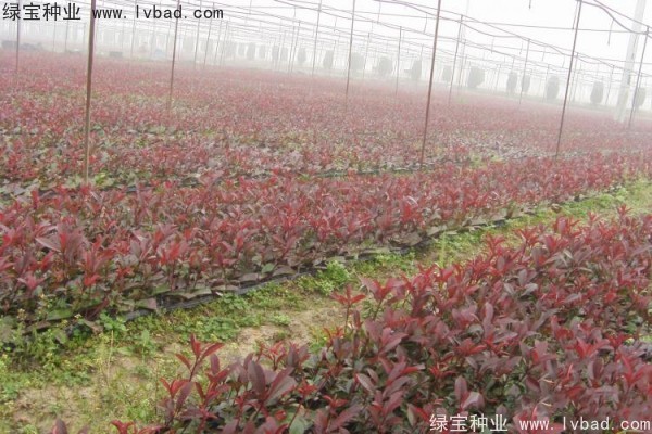 <a href='http://fscangbo.com/linmuzhongzi/1747.html' target='_blank'>紅葉石楠種子</a>