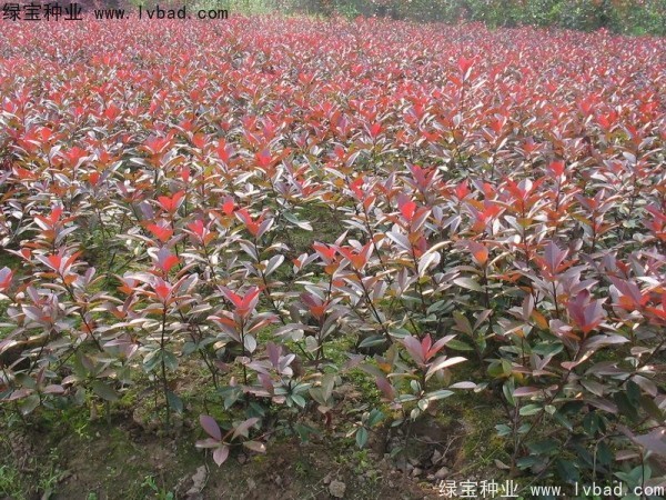 紅葉石楠<a href='http://fscangbo.com/' target='_blank'>種子</a>