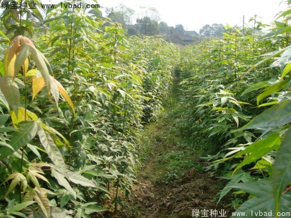 <a href='http://fscangbo.com/linmuzhongzi/1752.html' target='_blank'>青楓</a><a href='http://fscangbo.com/' target='_blank'>種子</a>