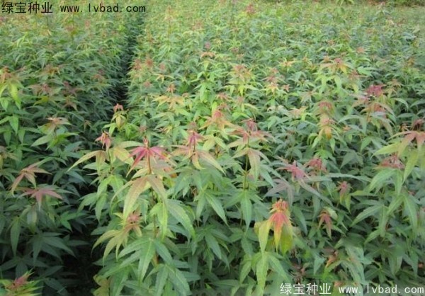 <a href='http://fscangbo.com/linmuzhongzi/1752.html' target='_blank'>青楓</a><a href='http://fscangbo.com/' target='_blank'>種子</a>