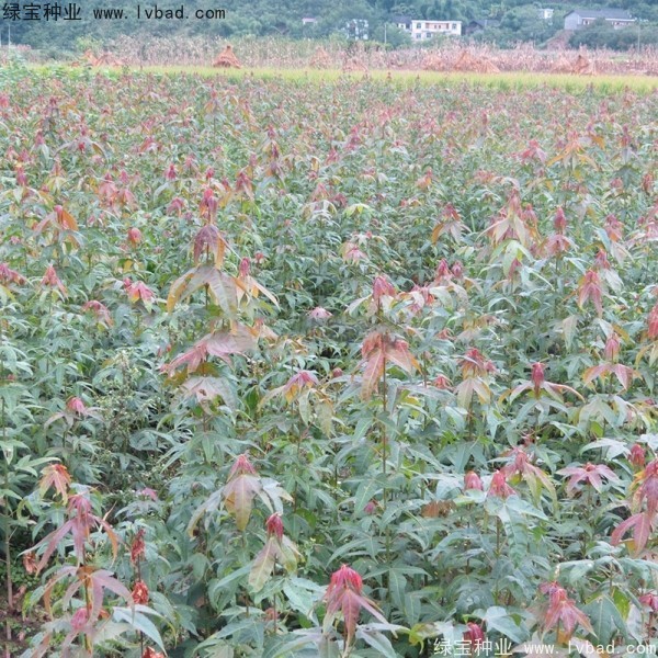 青楓<a href='http://fscangbo.com/' target='_blank'>種子</a>