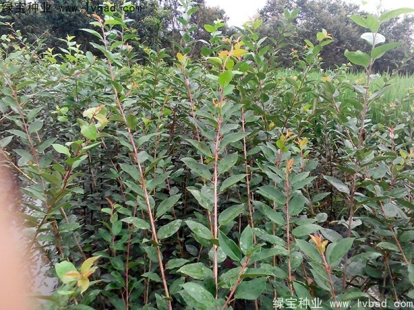 <a href='http://fscangbo.com/linmuzhongzi/1754.html' target='_blank'>垂絲海棠</a><a href='http://fscangbo.com/' target='_blank'>種子</a>