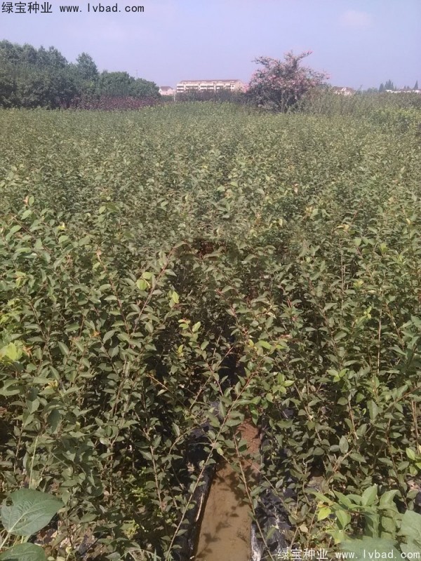 垂絲<a href='http://fscangbo.com/linmuzhongzi/1766.html' target='_blank'>海棠種子</a>