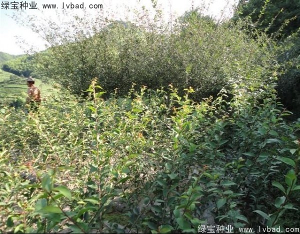 <a href='http://fscangbo.com/linmuzhongzi/1754.html' target='_blank'>垂絲海棠種子</a>