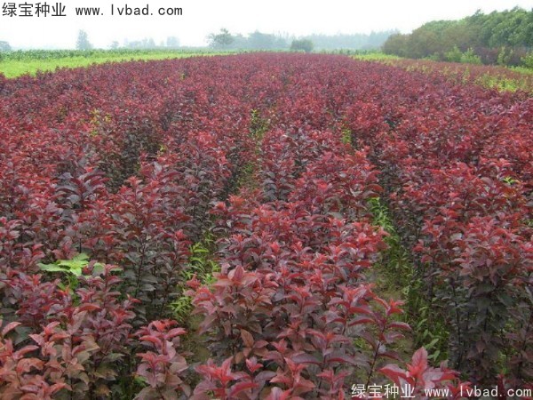 <a href='http://fscangbo.com/linmuzhongzi/1756.html' target='_blank'>紅葉李種子</a>