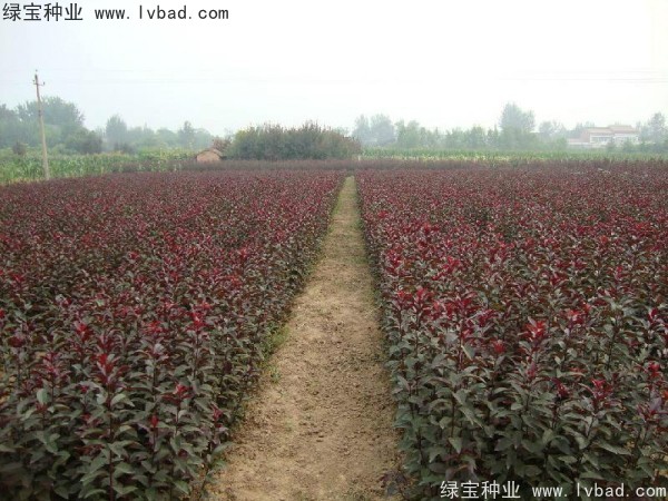 <a href='http://fscangbo.com/linmuzhongzi/1756.html' target='_blank'>紅葉李種子</a>