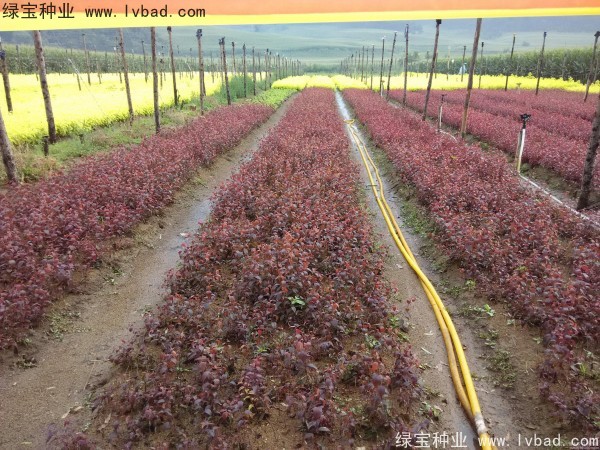 <a href='http://fscangbo.com/linmuzhongzi/1756.html' target='_blank'>紅葉李種子</a>