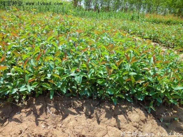 <a href='http://fscangbo.com/linmuzhongzi/1766.html' target='_blank'>海棠</a><a href='http://fscangbo.com/' target='_blank'>種子</a>