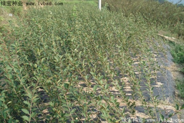 <a href='http://fscangbo.com/linmuzhongzi/1766.html' target='_blank'>海棠種子</a>