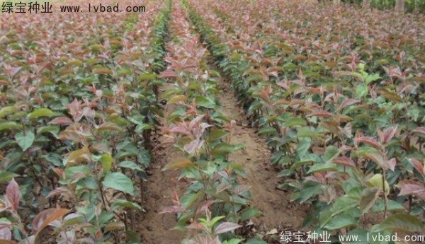 <a href='http://fscangbo.com/linmuzhongzi/1766.html' target='_blank'>海棠種子</a>