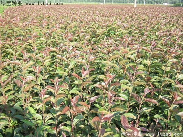 海棠<a href='http://fscangbo.com/' target='_blank'>種子</a>