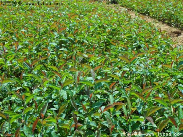 海棠<a href='http://fscangbo.com/' target='_blank'>種子</a>