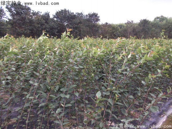 <a href='http://fscangbo.com/linmuzhongzi/1766.html' target='_blank'>海棠種子</a>