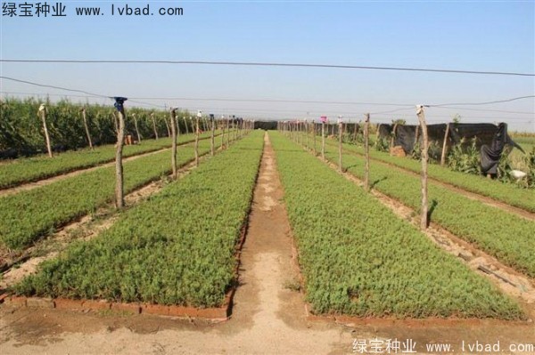 <a href='http://fscangbo.com/linmuzhongzi/1767.html' target='_blank'>檜柏種子</a>