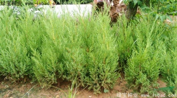 <a href='http://fscangbo.com/linmuzhongzi/1767.html' target='_blank'>檜柏種子</a>