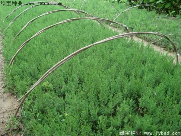 <a href='http://fscangbo.com/linmuzhongzi/1767.html' target='_blank'>檜柏</a><a href='http://fscangbo.com/' target='_blank'>種子</a>