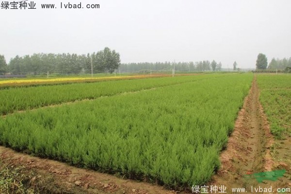 <a href='http://fscangbo.com/linmuzhongzi/1767.html' target='_blank'>檜柏</a><a href='http://fscangbo.com/' target='_blank'>種子</a>