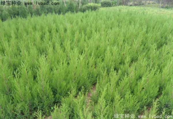 檜柏<a href='http://fscangbo.com/' target='_blank'>種子</a>