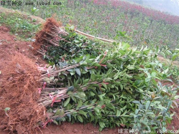 <a href='http://fscangbo.com/linmuzhongzi/1768.html' target='_blank'>桂花種子</a>