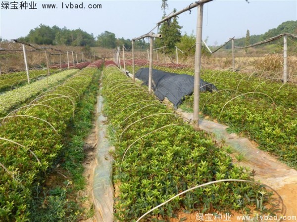 <a href='http://fscangbo.com/linmuzhongzi/1768.html' target='_blank'>桂花</a><a href='http://fscangbo.com/' target='_blank'>種子</a>