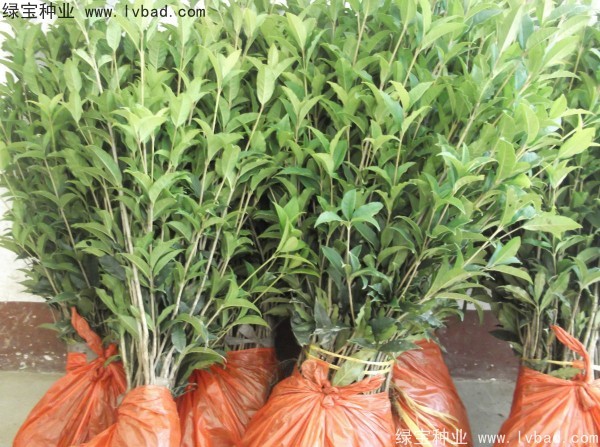 <a href='http://fscangbo.com/linmuzhongzi/1768.html' target='_blank'>桂花種子</a>