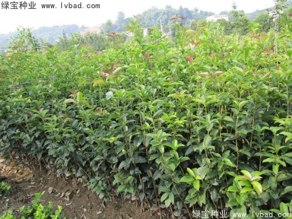 <a href='http://fscangbo.com/linmuzhongzi/1768.html' target='_blank'>桂花</a><a href='http://fscangbo.com/' target='_blank'>種子</a>