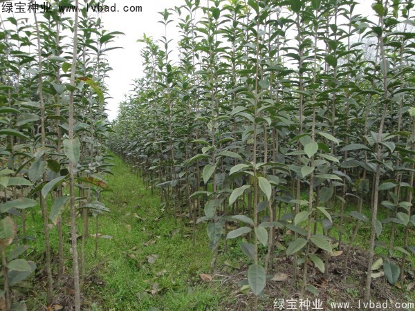 <a href='http://fscangbo.com/linmuzhongzi/1768.html' target='_blank'>桂花種子</a>