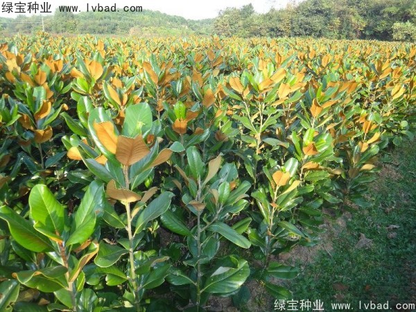 <a href='http://fscangbo.com/linmuzhongzi/1770.html' target='_blank'>廣玉蘭種子</a>