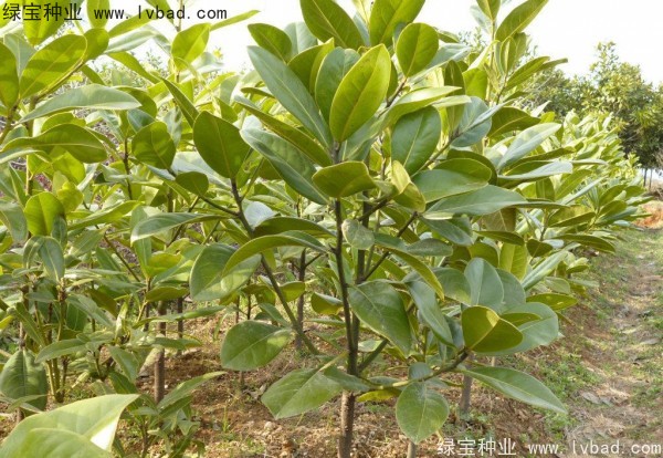 <a href='http://fscangbo.com/linmuzhongzi/1770.html' target='_blank'>廣玉蘭種子</a>