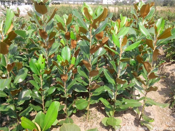 廣<a href='http://fscangbo.com/linmuzhongzi/1813.html' target='_blank'>玉蘭種子</a>