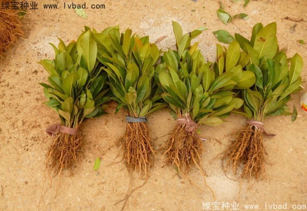 <a href='http://fscangbo.com/linmuzhongzi/1770.html' target='_blank'>廣玉蘭種子</a>