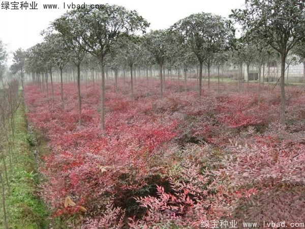 <a href='http://fscangbo.com/linmuzhongzi/1772.html' target='_blank'>南天竹種子</a>