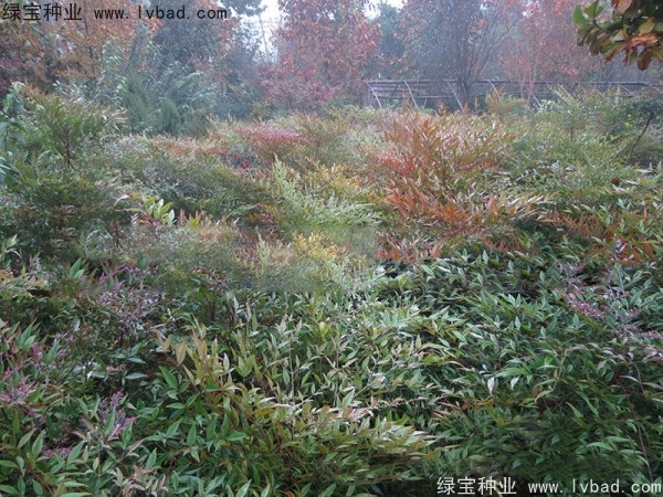 <a href='http://fscangbo.com/linmuzhongzi/1772.html' target='_blank'>南天竹種子</a>