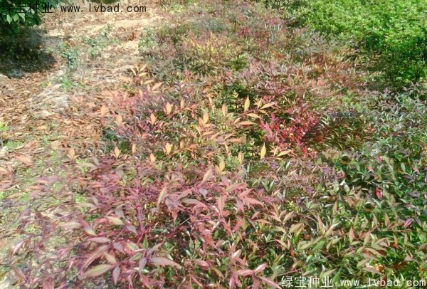 <a href='http://fscangbo.com/linmuzhongzi/1772.html' target='_blank'>南天竹種子</a>