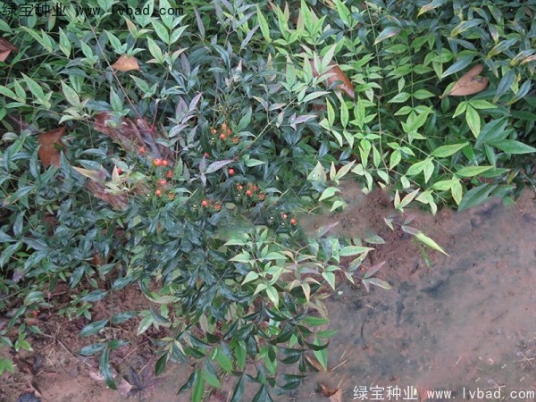 南天竹<a href='http://fscangbo.com/' target='_blank'>種子</a>