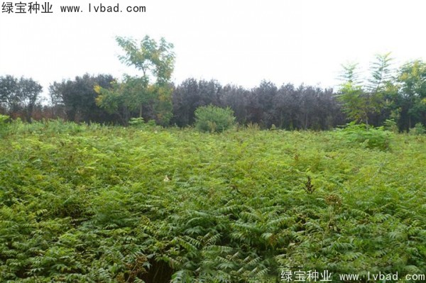 <a href='http://fscangbo.com/linmuzhongzi/1775.html' target='_blank'>珍珠梅種子</a>