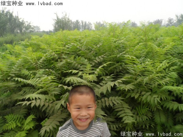 <a href='http://fscangbo.com/linmuzhongzi/1775.html' target='_blank'>珍珠梅</a><a href='http://fscangbo.com/' target='_blank'>種子</a>