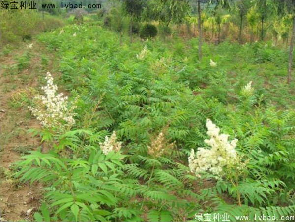 <a href='http://fscangbo.com/linmuzhongzi/1775.html' target='_blank'>珍珠梅種子</a>