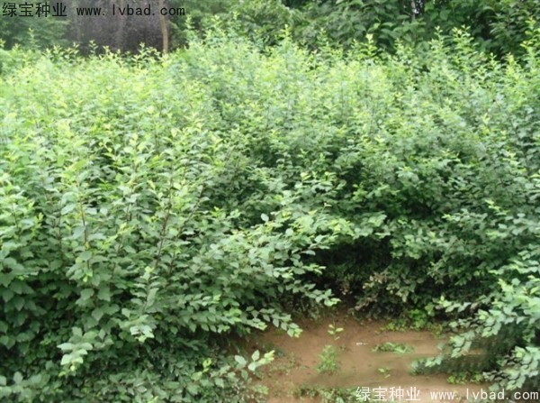 珍珠梅<a href='http://fscangbo.com/' target='_blank'>種子</a>