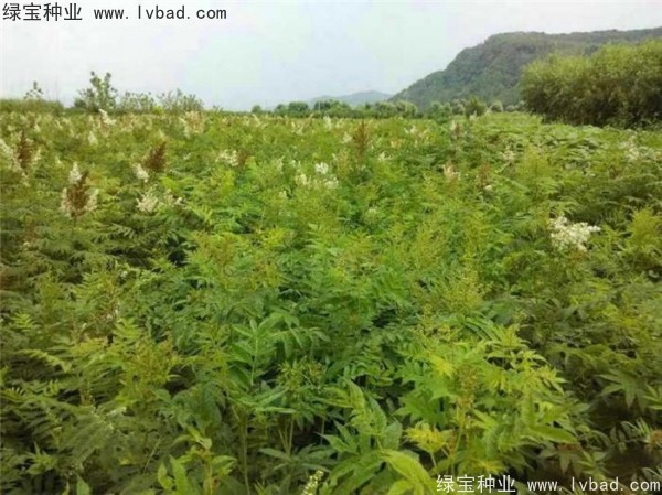 <a href='http://fscangbo.com/linmuzhongzi/1775.html' target='_blank'>珍珠梅種子</a>