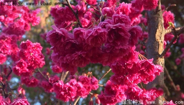 櫻花<a href='http://fscangbo.com/' target='_blank'>種子</a>