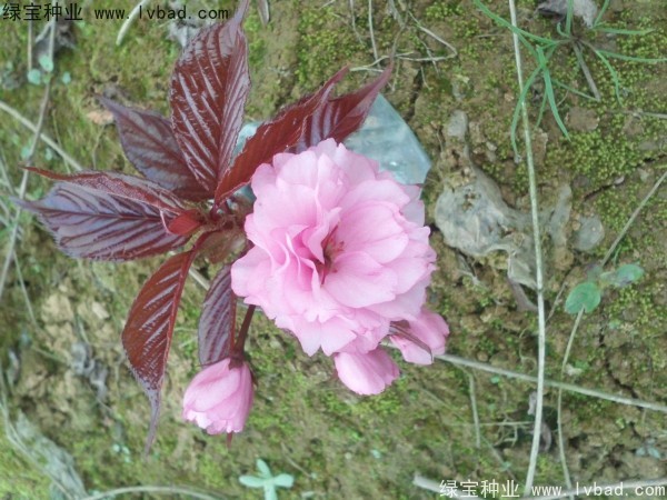 <a href='http://fscangbo.com/linmuzhongzi/1777.html' target='_blank'>櫻花種子</a>